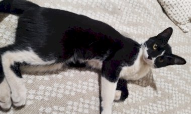 Os animais no Plano Espiritual, por Dra. Irvênia Prada